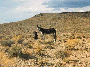 some wild burros