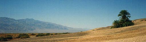 Palm tree in northern Death Valley