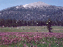 Horseshoe Meadows, California